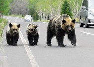 日本北海道熊患恶化，送报员遭攻击拖行，警方抵达时他已气绝身亡