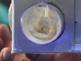 菲律宾一个村庄通过悬赏捉死或活的蚊子来对抗登革热